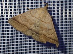 Zanclognatha lunalis