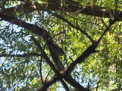 Picidae
