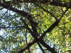 Picidae