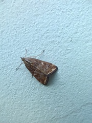 Loxostege sticticalis