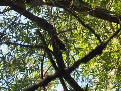 Picidae