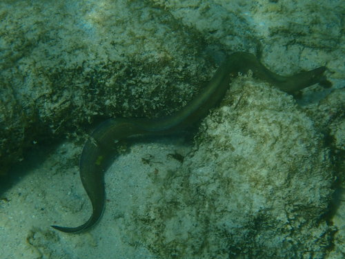 Brown conger (Gymnothorax vicinus) — Muraenidae — 2