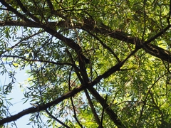 Picidae