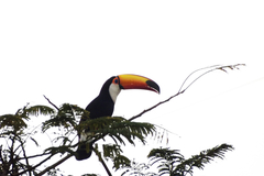 Ramphastos toco