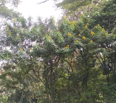 Cenostigma pluviosum