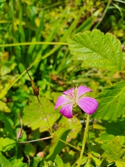Geranium palustre