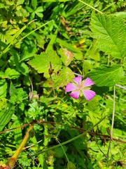Geranium palustre
