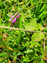 Geranium palustre