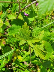 Geranium palustre