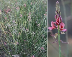 Indigofera psoraloides