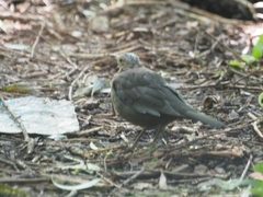 Turdus merula