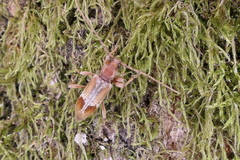 Trichoferus pallidus