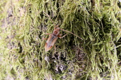 Trichoferus pallidus