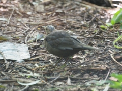 Turdus merula