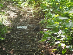 Turdus merula