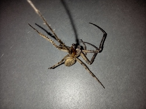 Blijedi križar (Larinioides sclopetarius)