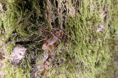 Trichoferus pallidus
