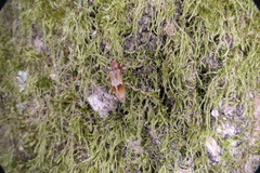 Trichoferus pallidus