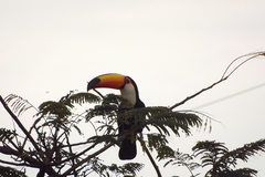 Ramphastos toco