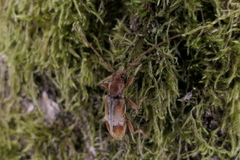 Trichoferus pallidus
