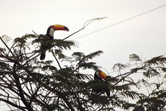 Ramphastos toco