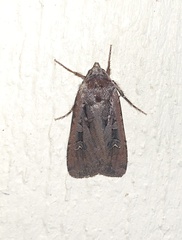 Euxoa ochrogaster