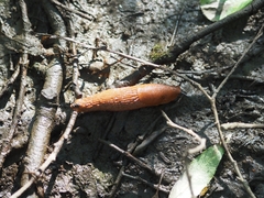 Arion vulgaris