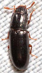 Aulonium parallelopipedum