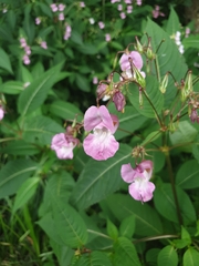 Impatiens glandulifera
