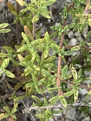 Thymus calcareus