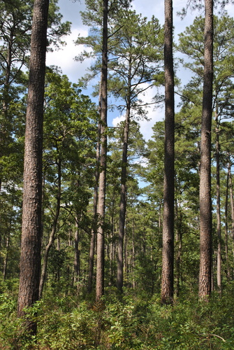 Pinus taeda