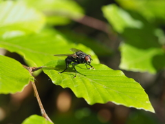 Sarcophaga variegata
