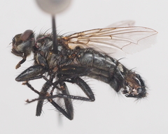 Sarcophaga variegata