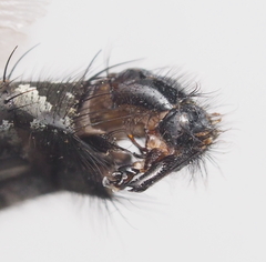 Sarcophaga variegata