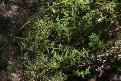 Baccharis plummerae