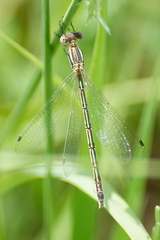 Lestes unguiculatus