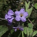 Solanum umbelliferum clokeyi - Photo (c) James Bailey,  זכויות יוצרים חלקיות (CC BY-NC), הועלה על ידי James Bailey