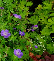 Geranium wallichianum