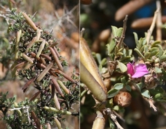 Indigofera nigromontana