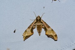 Protambulyx