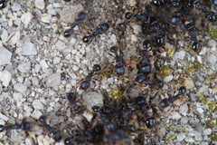 Tetramorium tsushimae