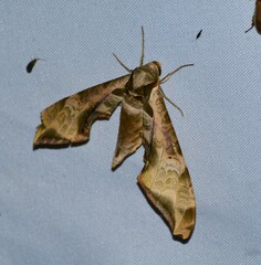 Protambulyx