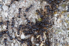 Tetramorium tsushimae