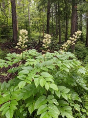 Aralia cordata
