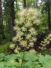 Aralia cordata