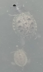 Graptemys pseudogeographica