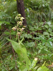 Epipactis papillosa
