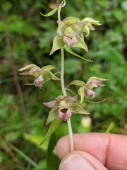 Epipactis papillosa