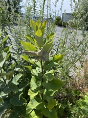 Asclepias syriaca