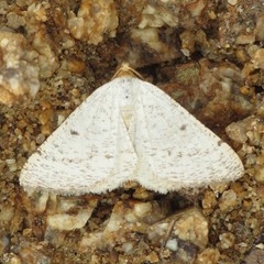 Taeniogramma mendicata